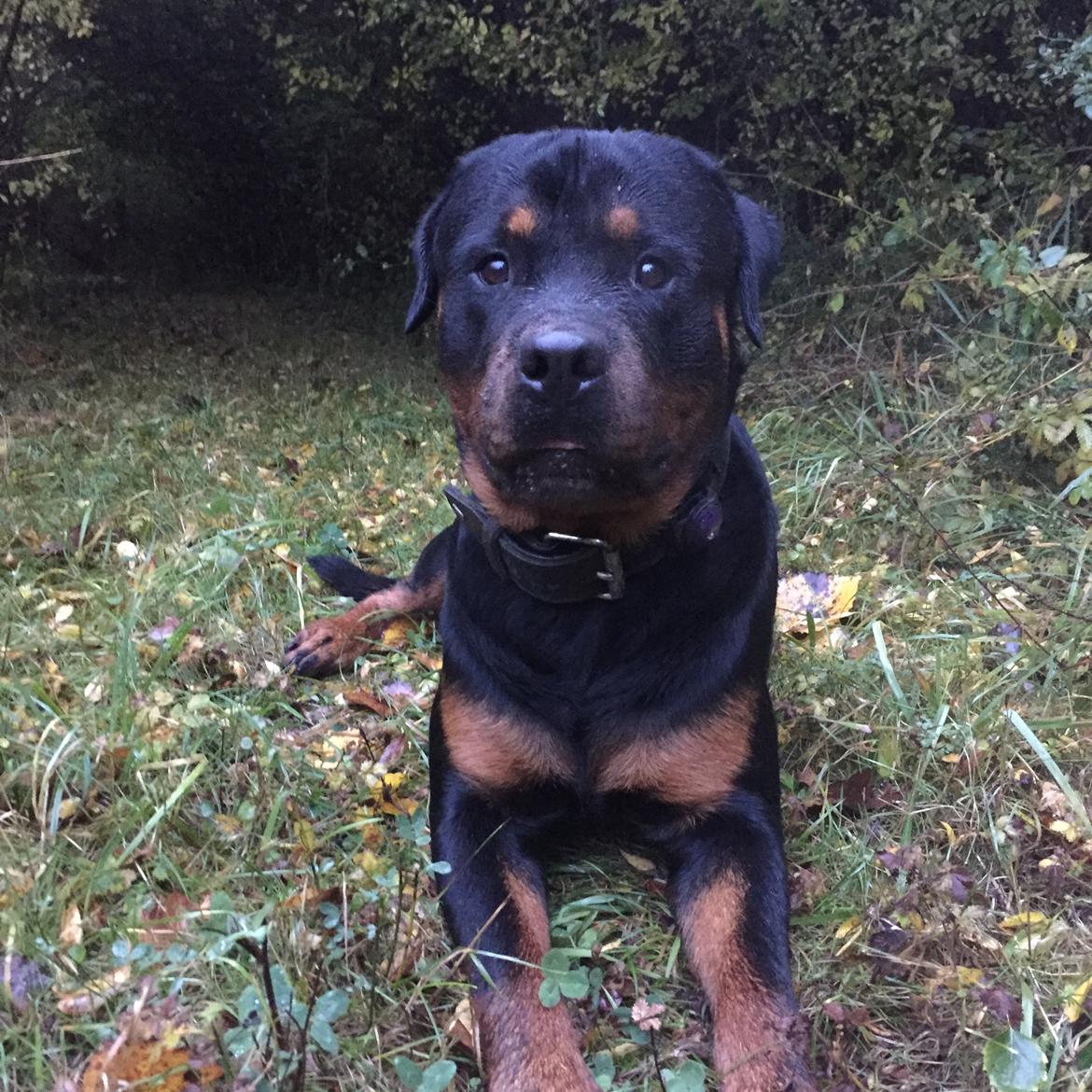 Rottweiler Ejler billede 7