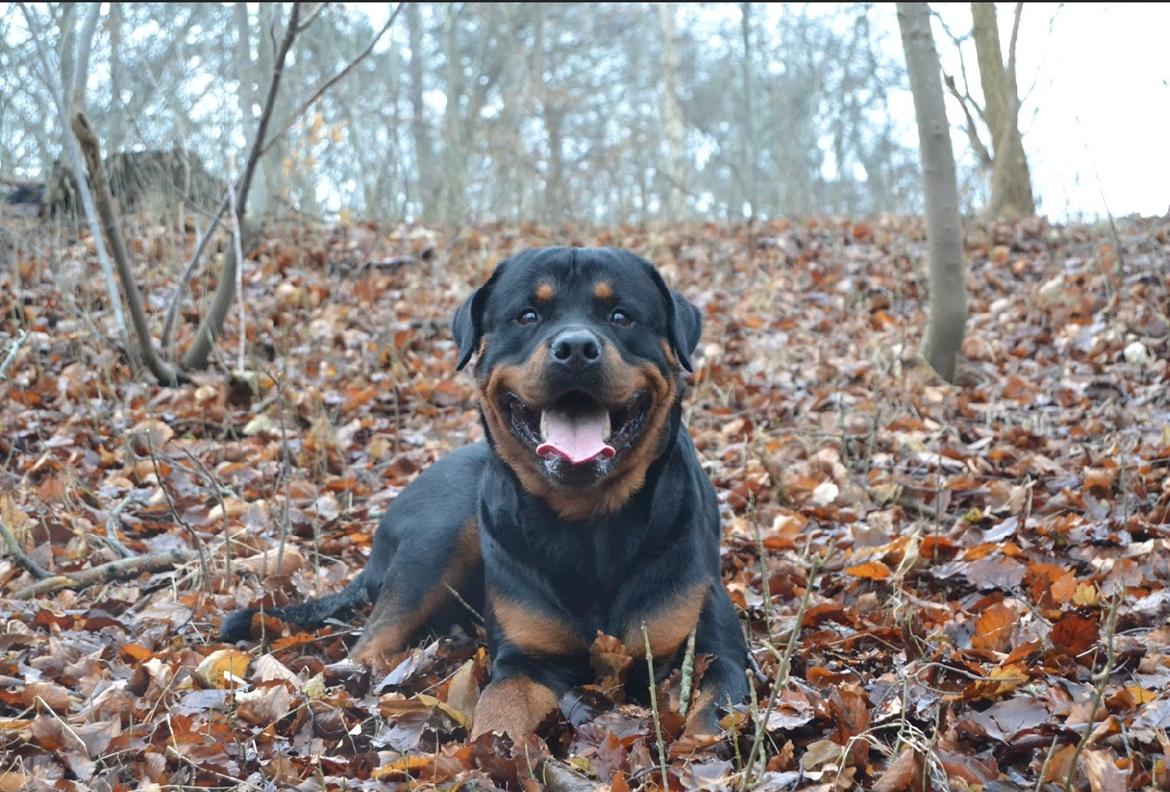 Rottweiler Ejler billede 2