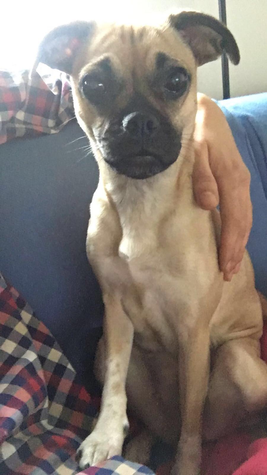 Blanding af racer Wanda billede 7