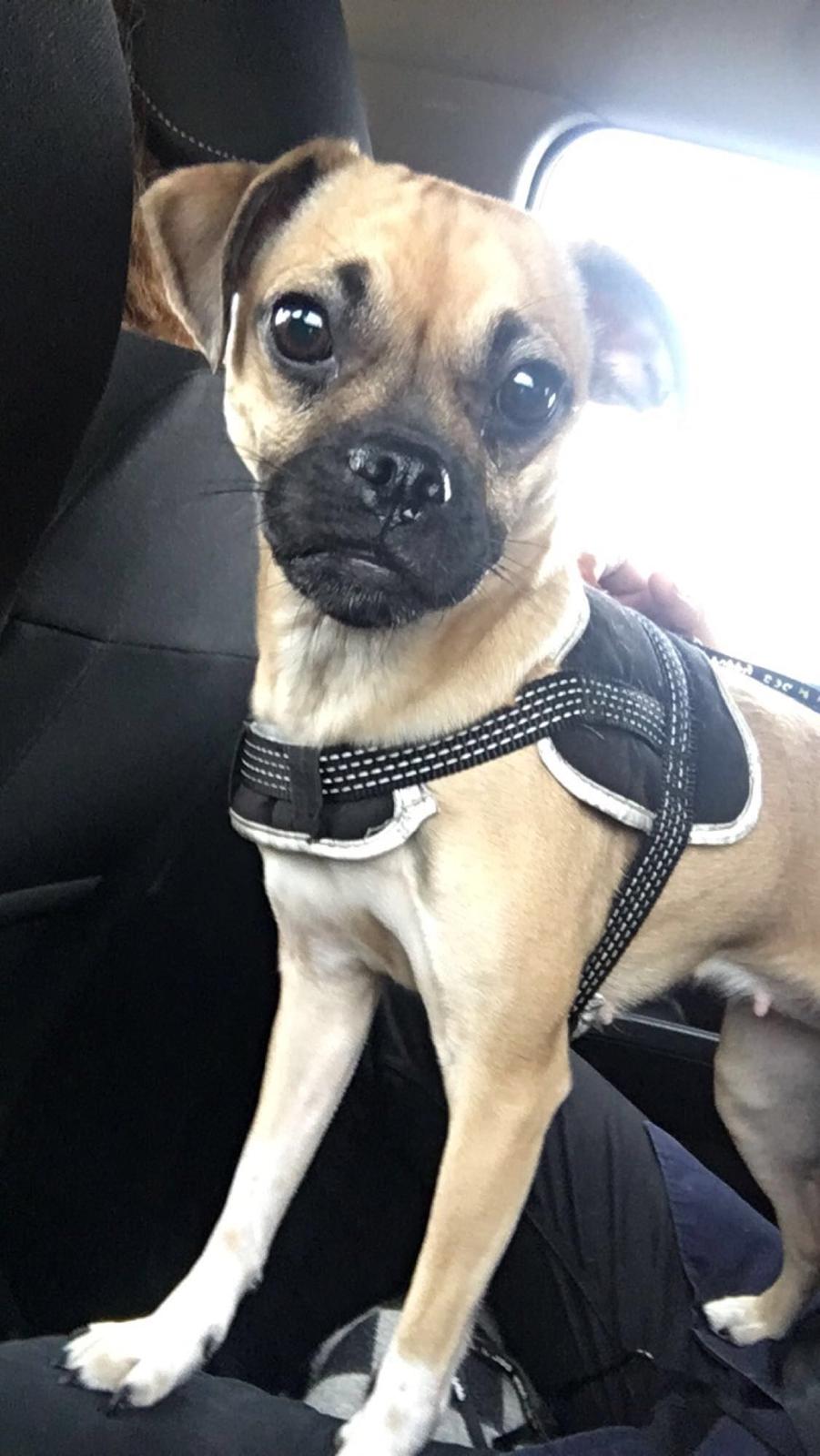 Blanding af racer Wanda billede 13