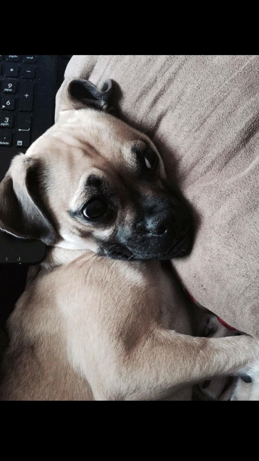 Blanding af racer Wanda billede 16