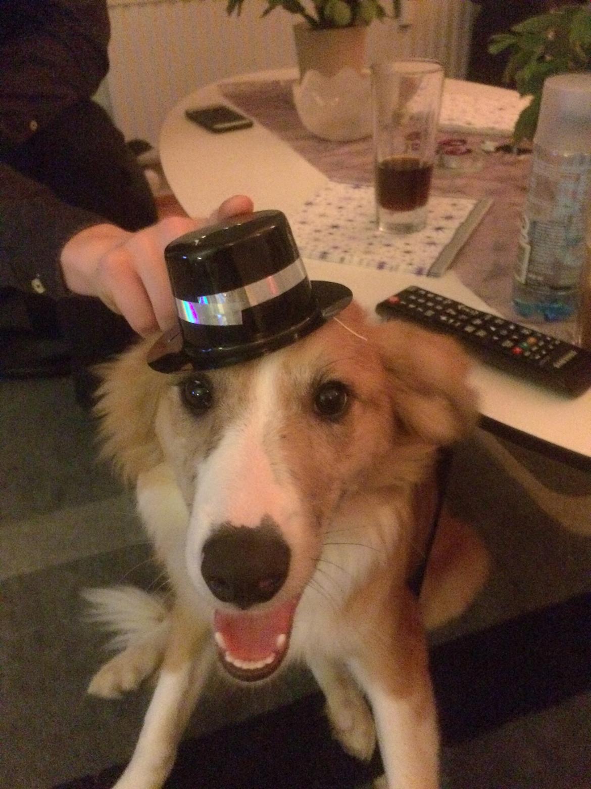 Blanding af racer Monty  billede 3