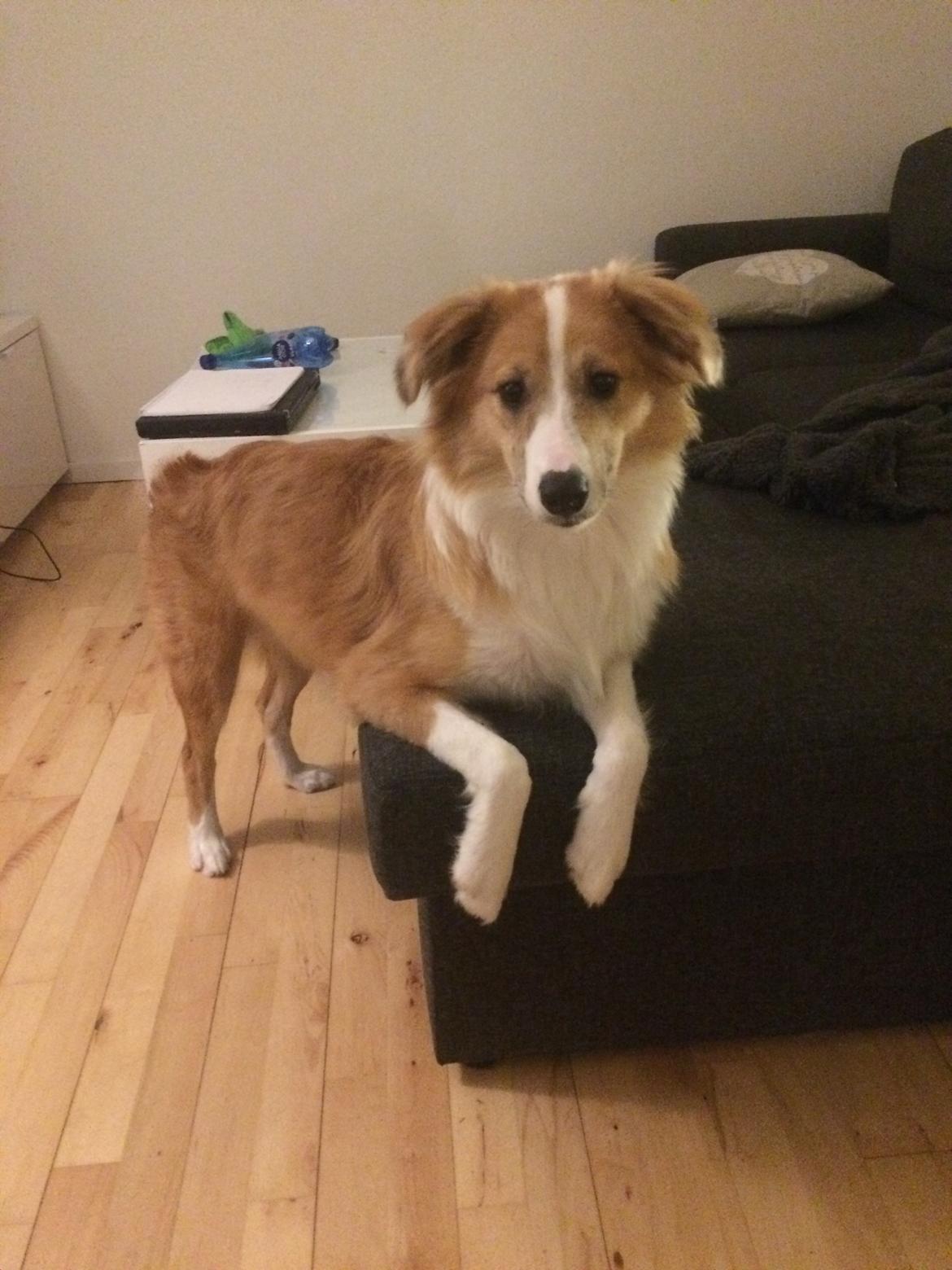 Blanding af racer Monty  billede 4