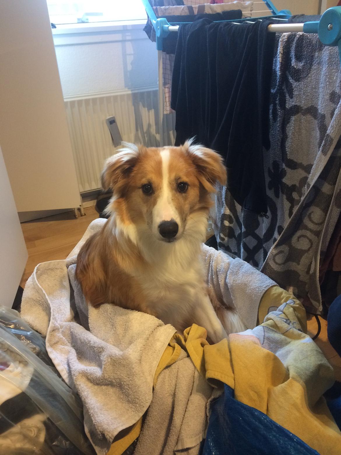 Blanding af racer Monty  billede 5