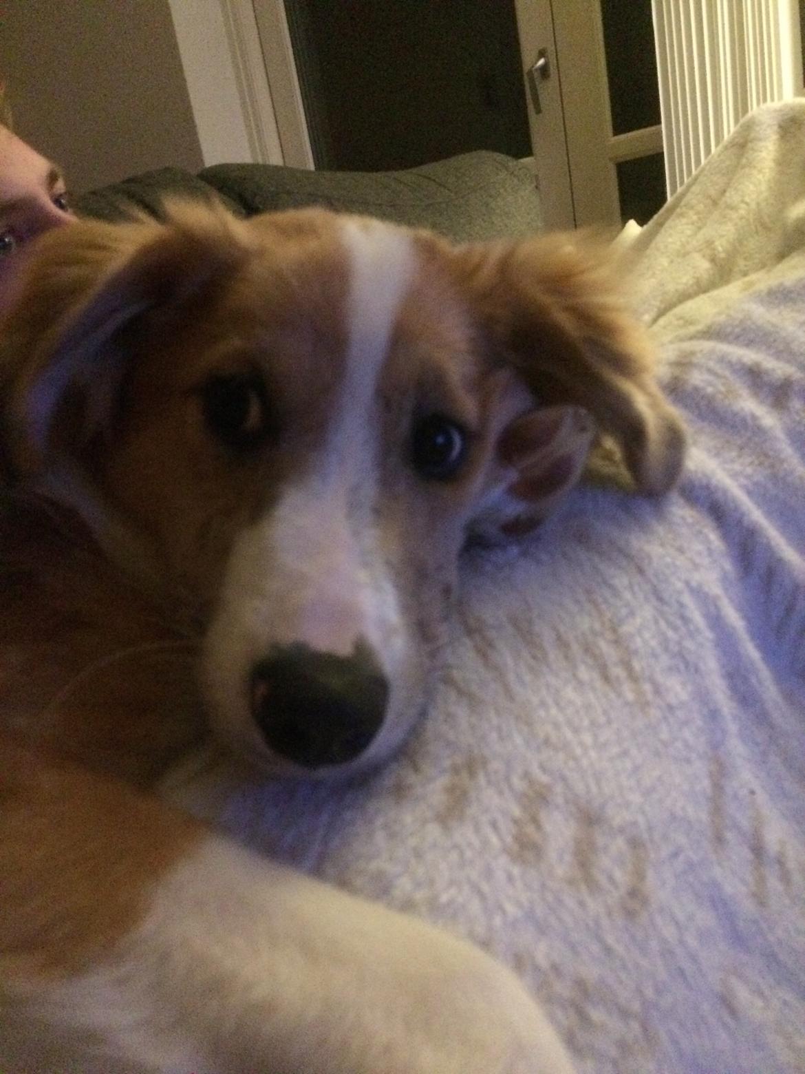 Blanding af racer Monty  billede 2