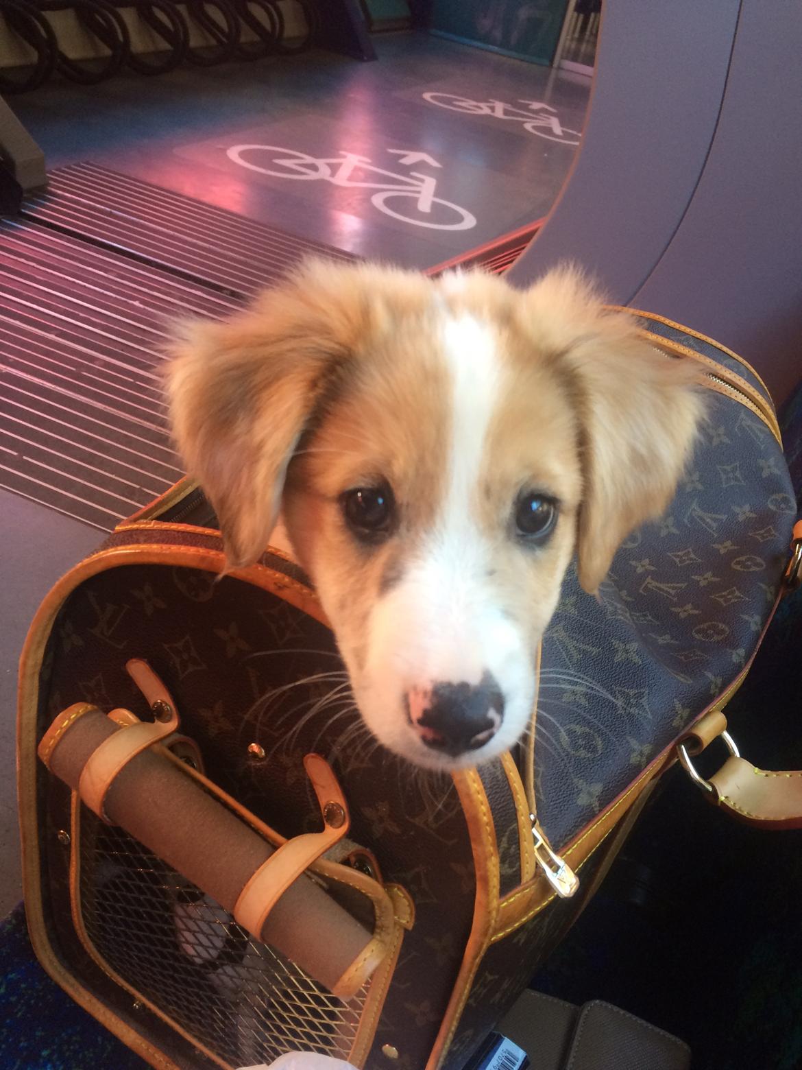 Blanding af racer Monty  billede 6