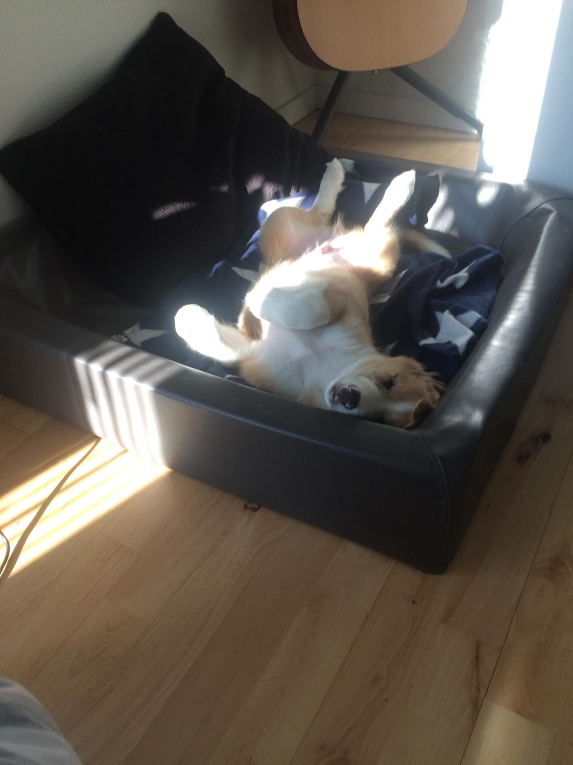 Blanding af racer Monty  billede 7