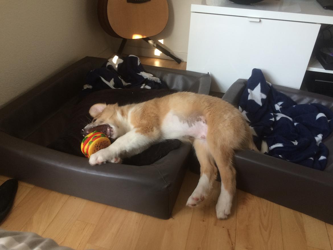 Blanding af racer Monty  billede 10