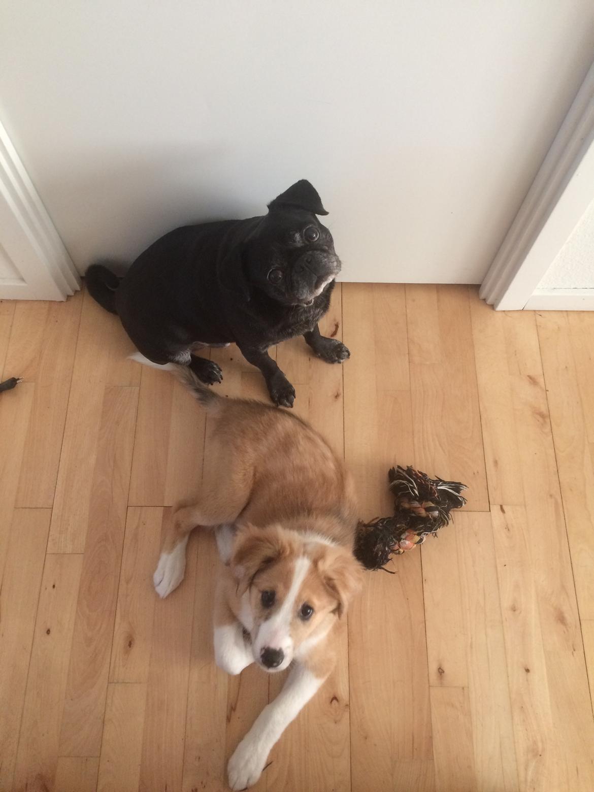 Blanding af racer Monty  billede 13