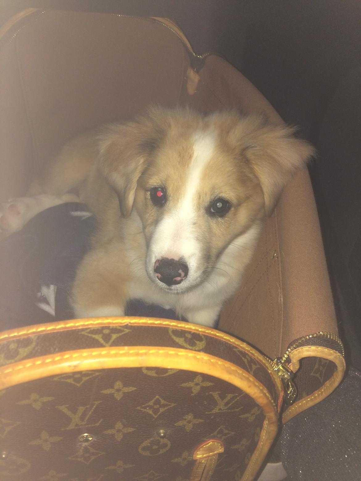 Blanding af racer Monty  billede 9