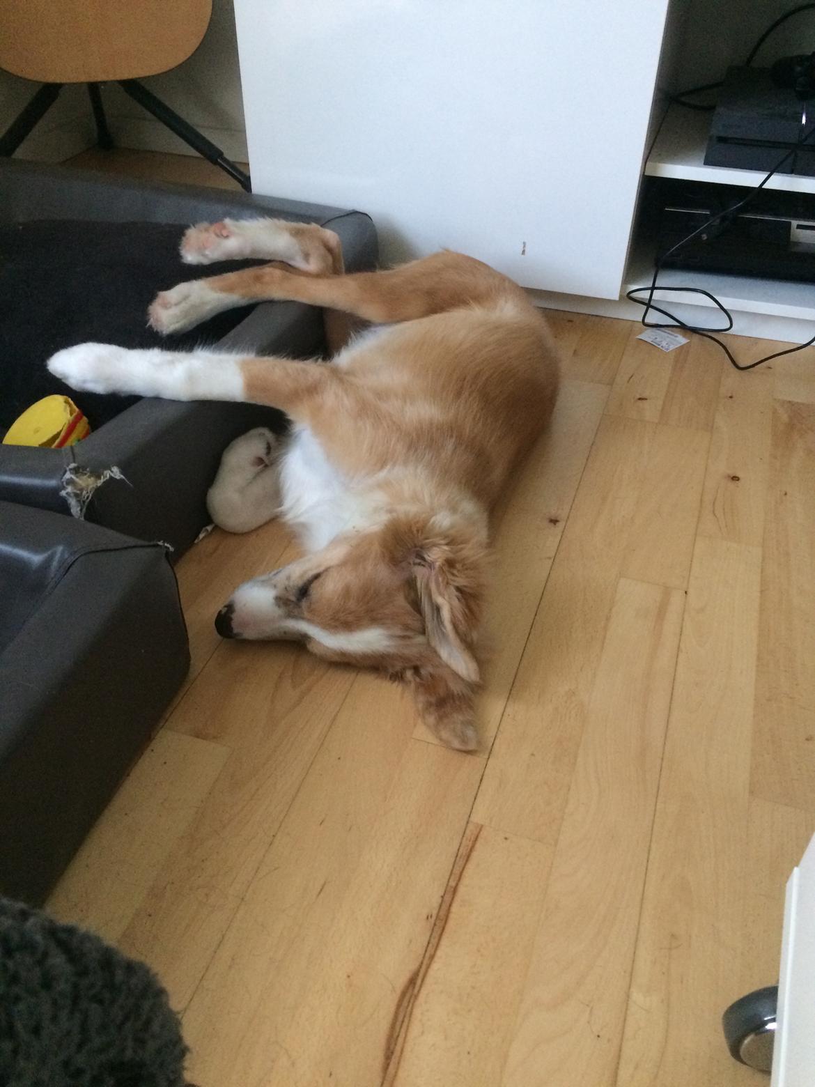 Blanding af racer Monty  billede 14