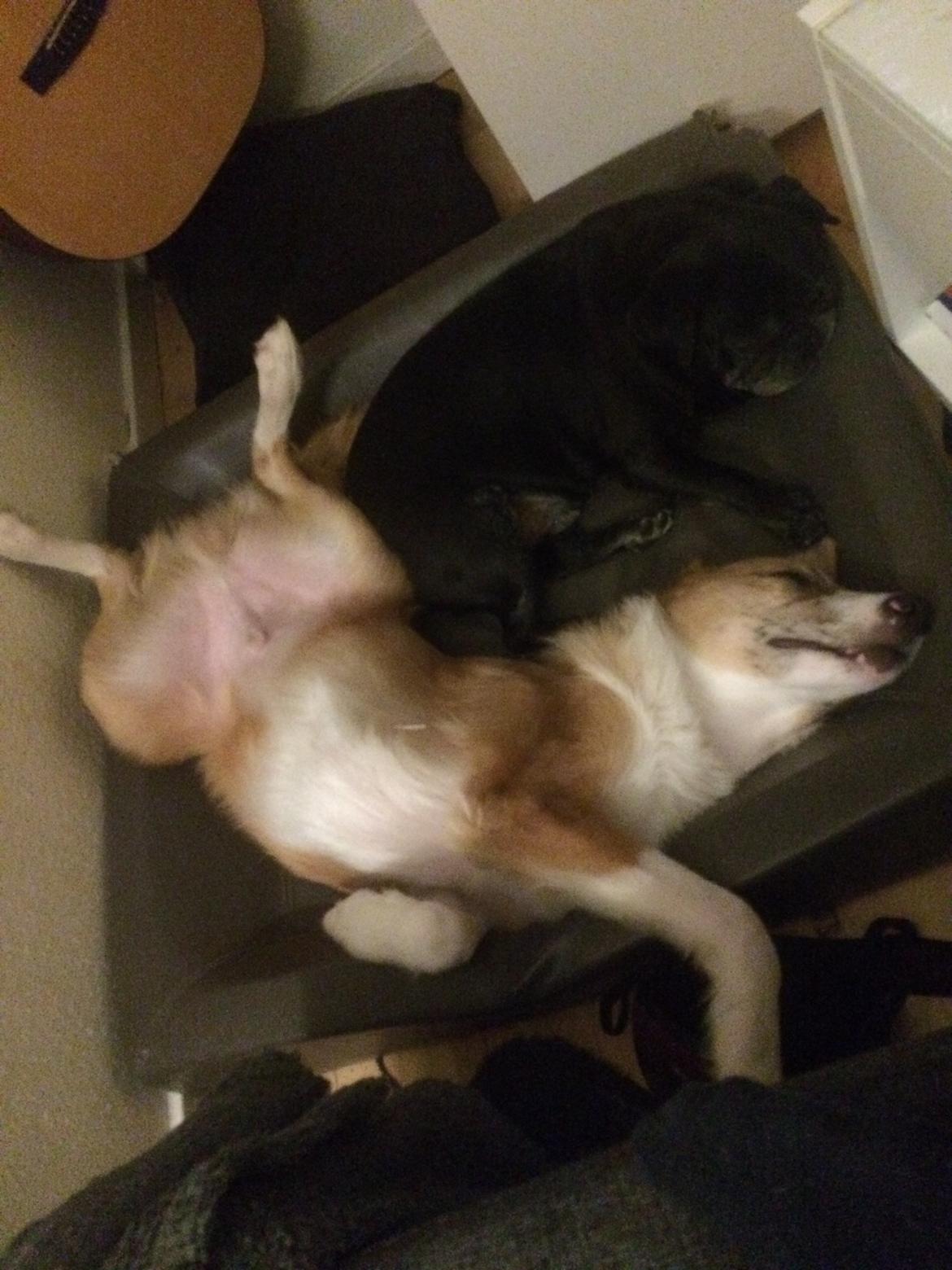 Blanding af racer Monty  billede 15