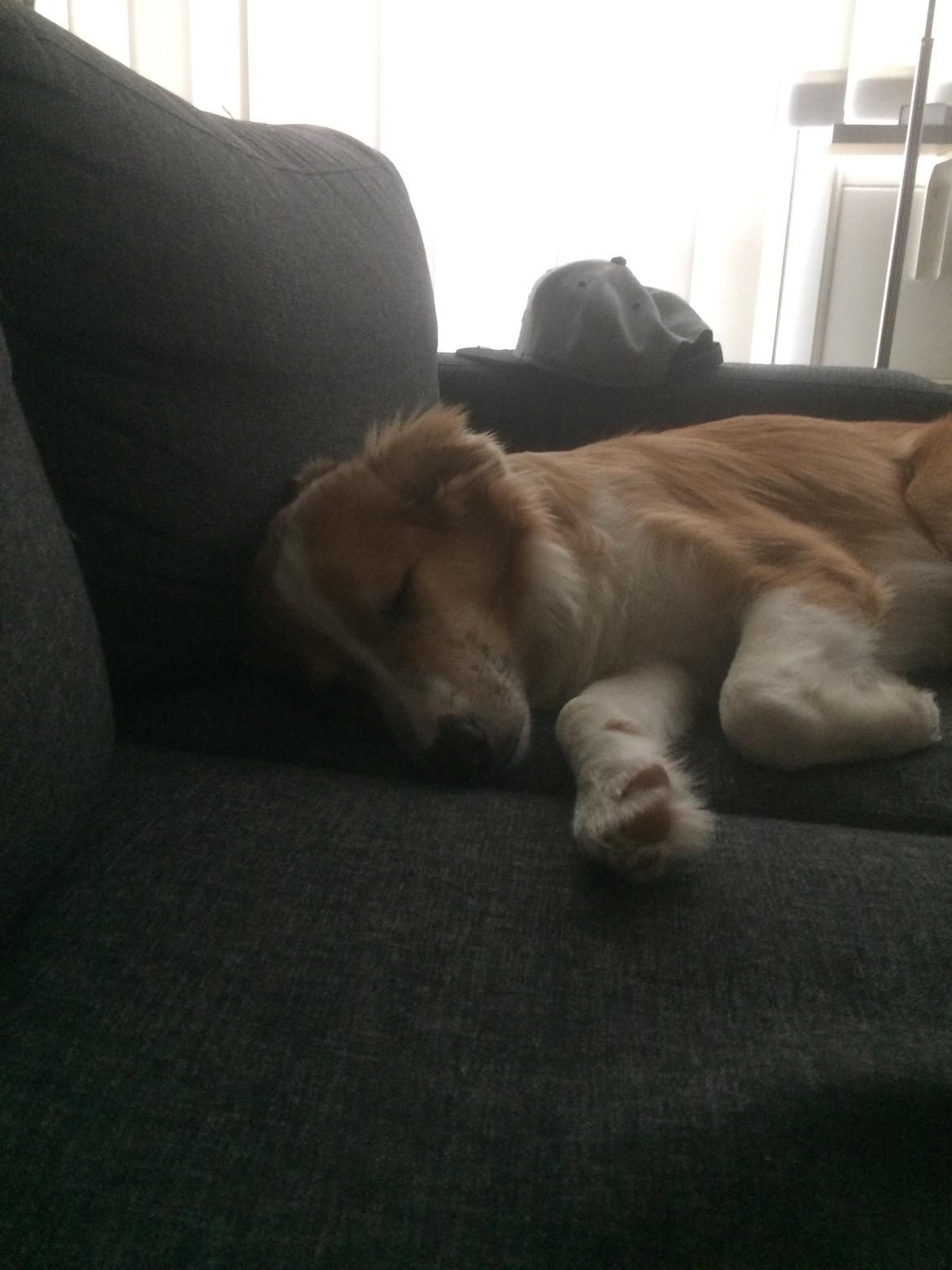 Blanding af racer Monty  billede 16