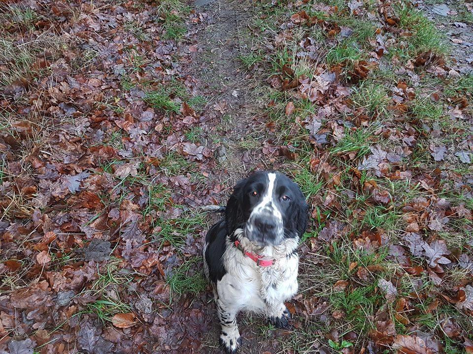 Engelsk springer spaniel Wøkk´s Dina billede 1