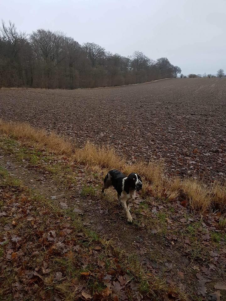 Engelsk springer spaniel Wøkk´s Dina billede 2
