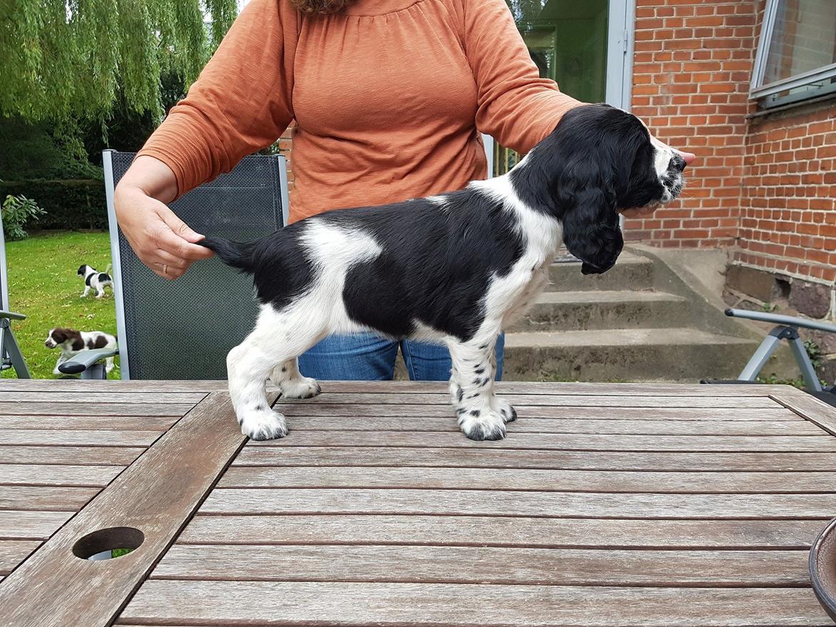 Engelsk springer spaniel Wøkk´s Dina billede 3