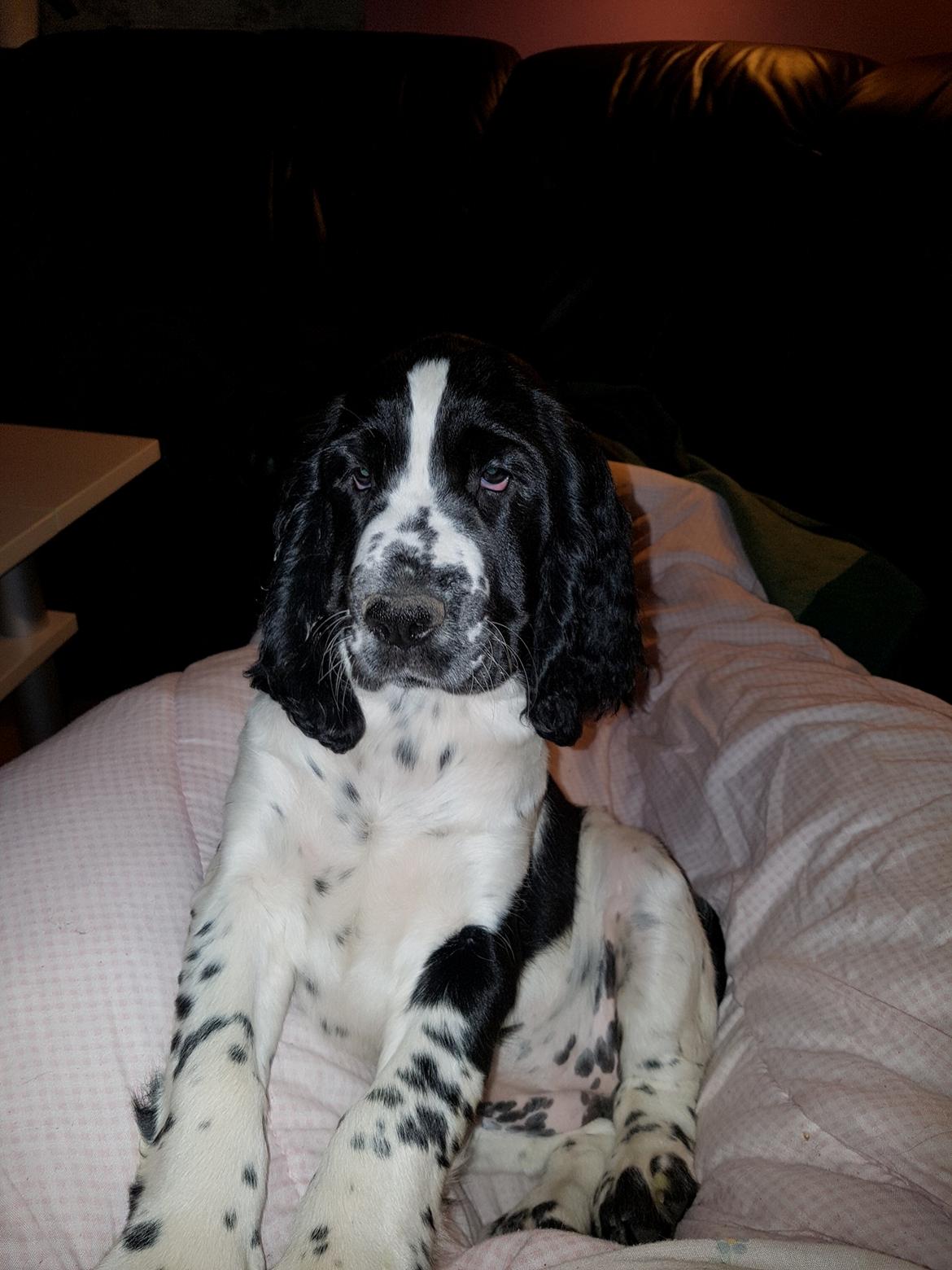 Engelsk springer spaniel Wøkk´s Dina billede 5