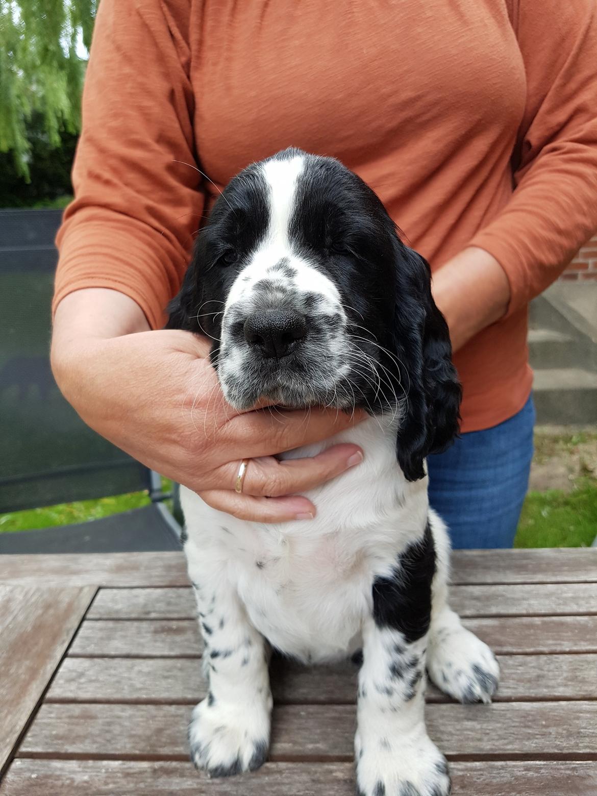Engelsk springer spaniel Wøkk´s Dina billede 4