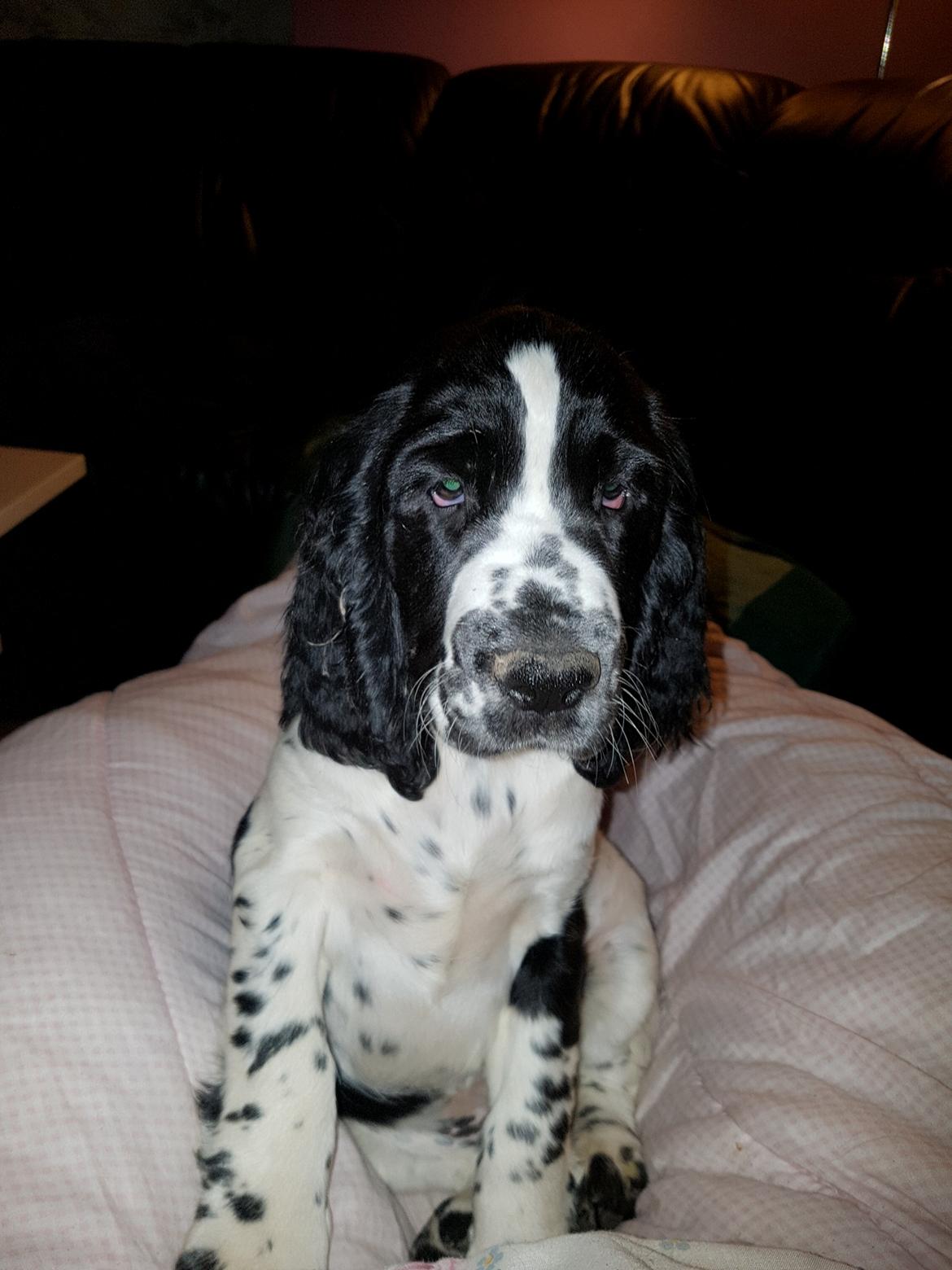 Engelsk springer spaniel Wøkk´s Dina billede 6