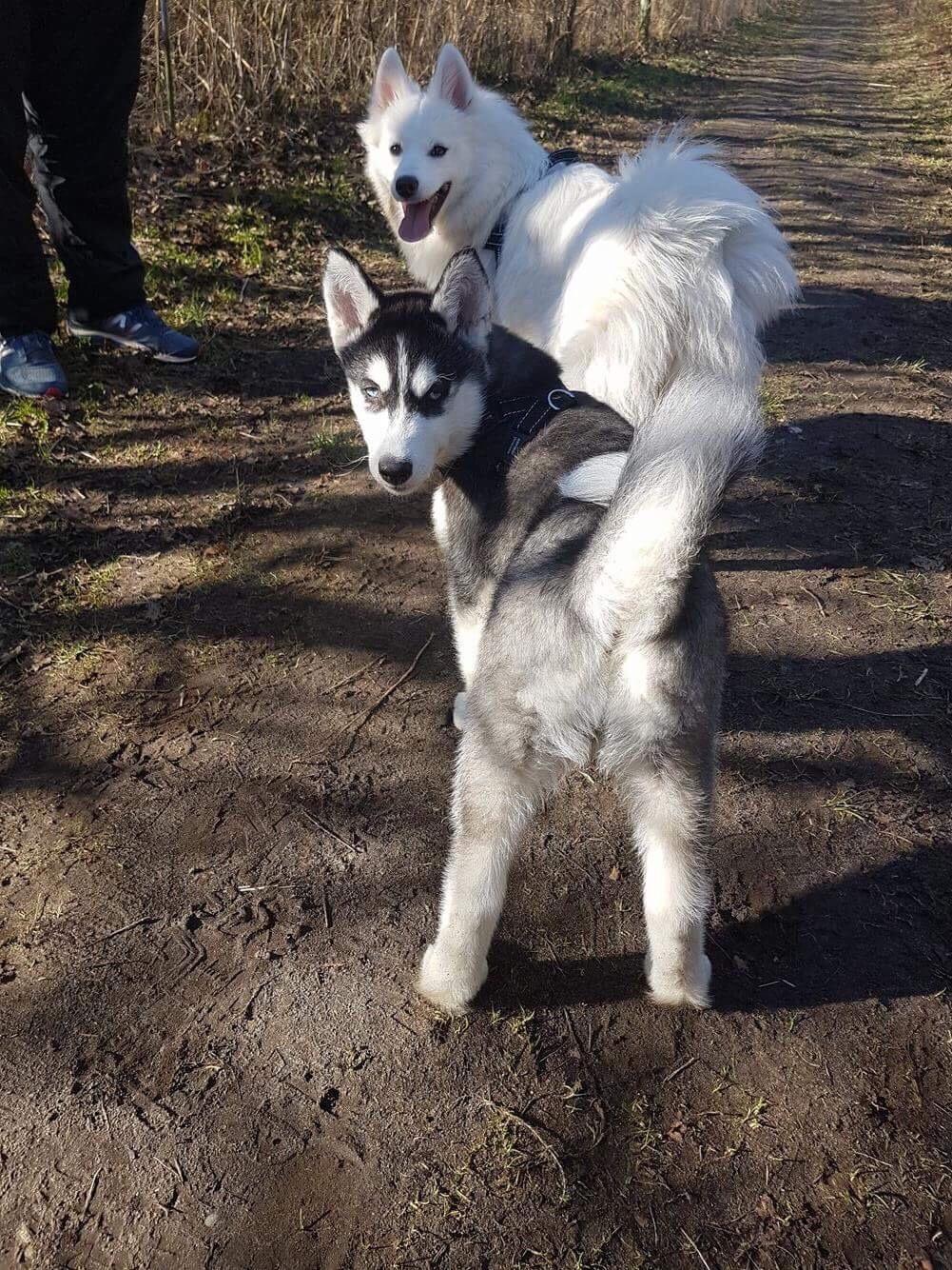 Siberian husky Kenya billede 9