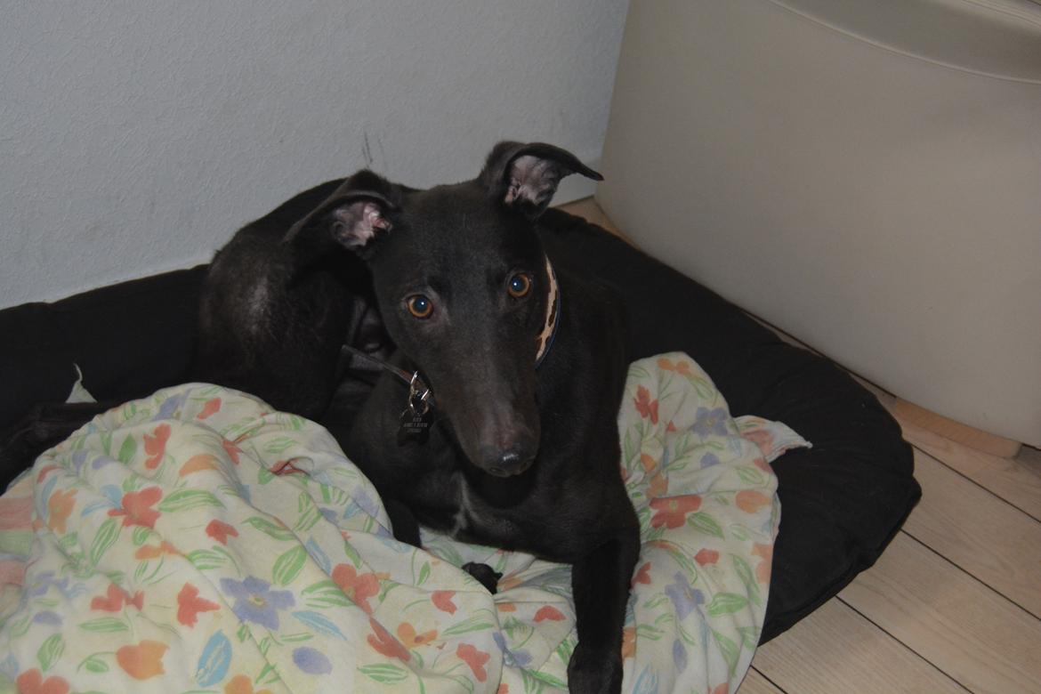 Greyhound Black - Rambo's Hunter (tidligere hund) billede 3