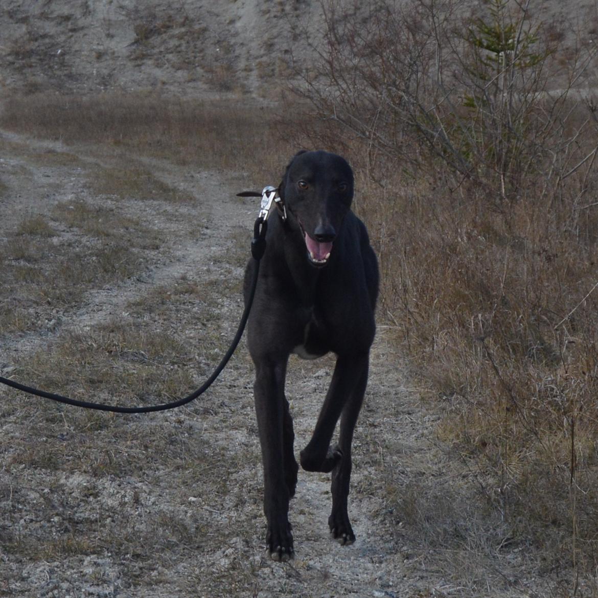 Greyhound Black - Rambo's Hunter (tidligere hund) billede 7