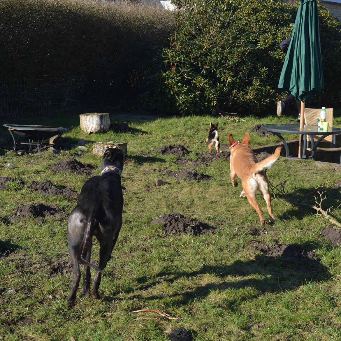 Greyhound Black - Rambo's Hunter (tidligere hund) billede 8