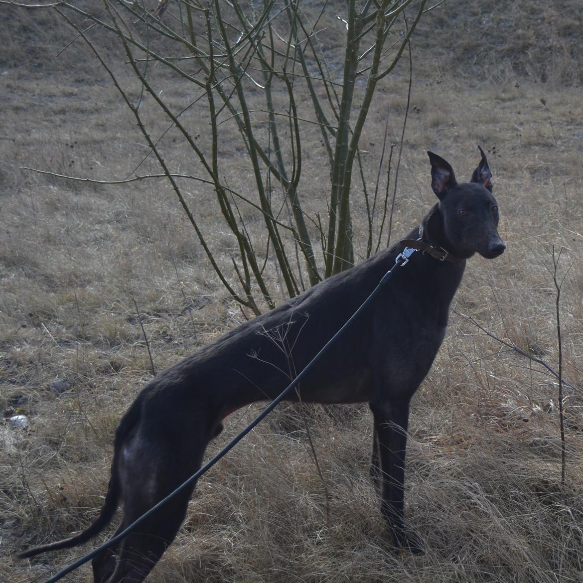 Greyhound Black - Rambo's Hunter (tidligere hund) billede 9