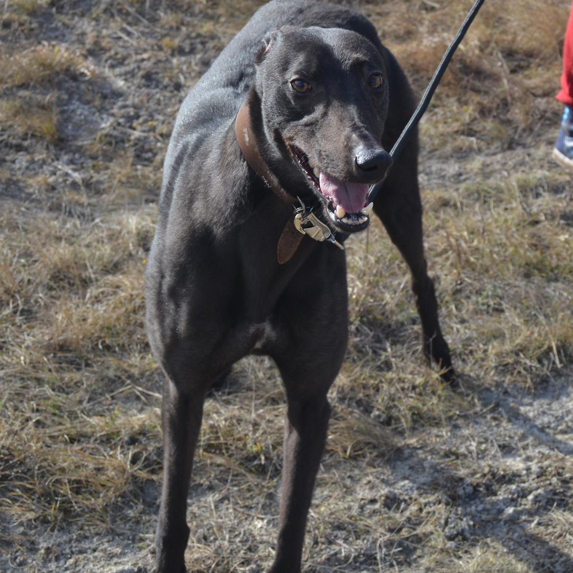 Greyhound Black - Rambo's Hunter (tidligere hund) billede 11