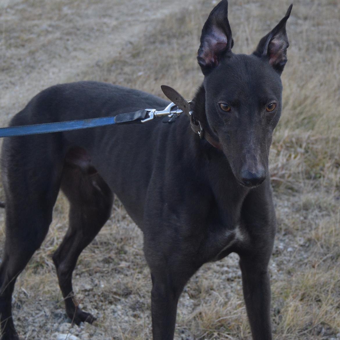 Greyhound Black - Rambo's Hunter (tidligere hund) billede 5