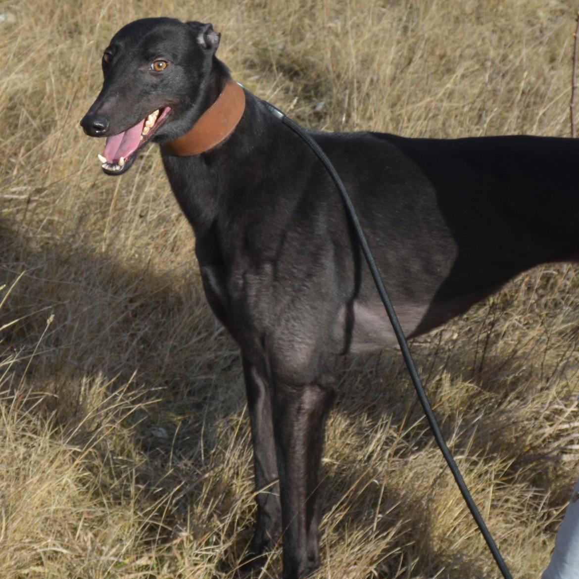 Greyhound Black - Rambo's Hunter (tidligere hund) billede 12