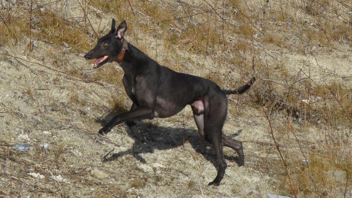 Greyhound Black - Rambo's Hunter (tidligere hund) billede 13