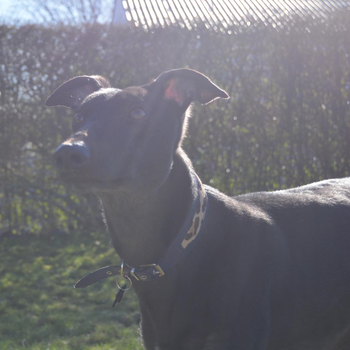 Greyhound Black - Rambo's Hunter (tidligere hund) billede 14