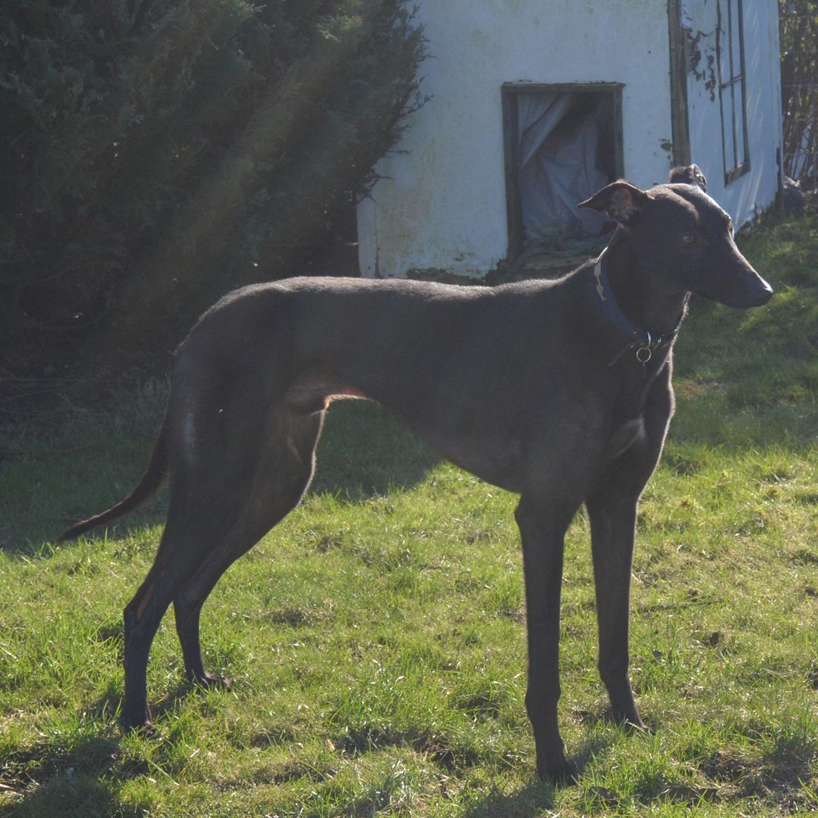 Greyhound Black - Rambo's Hunter (tidligere hund) billede 15