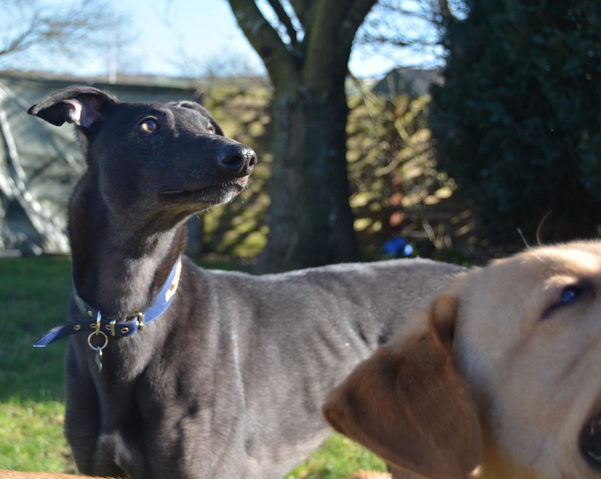 Greyhound Black - Rambo's Hunter (tidligere hund) billede 16