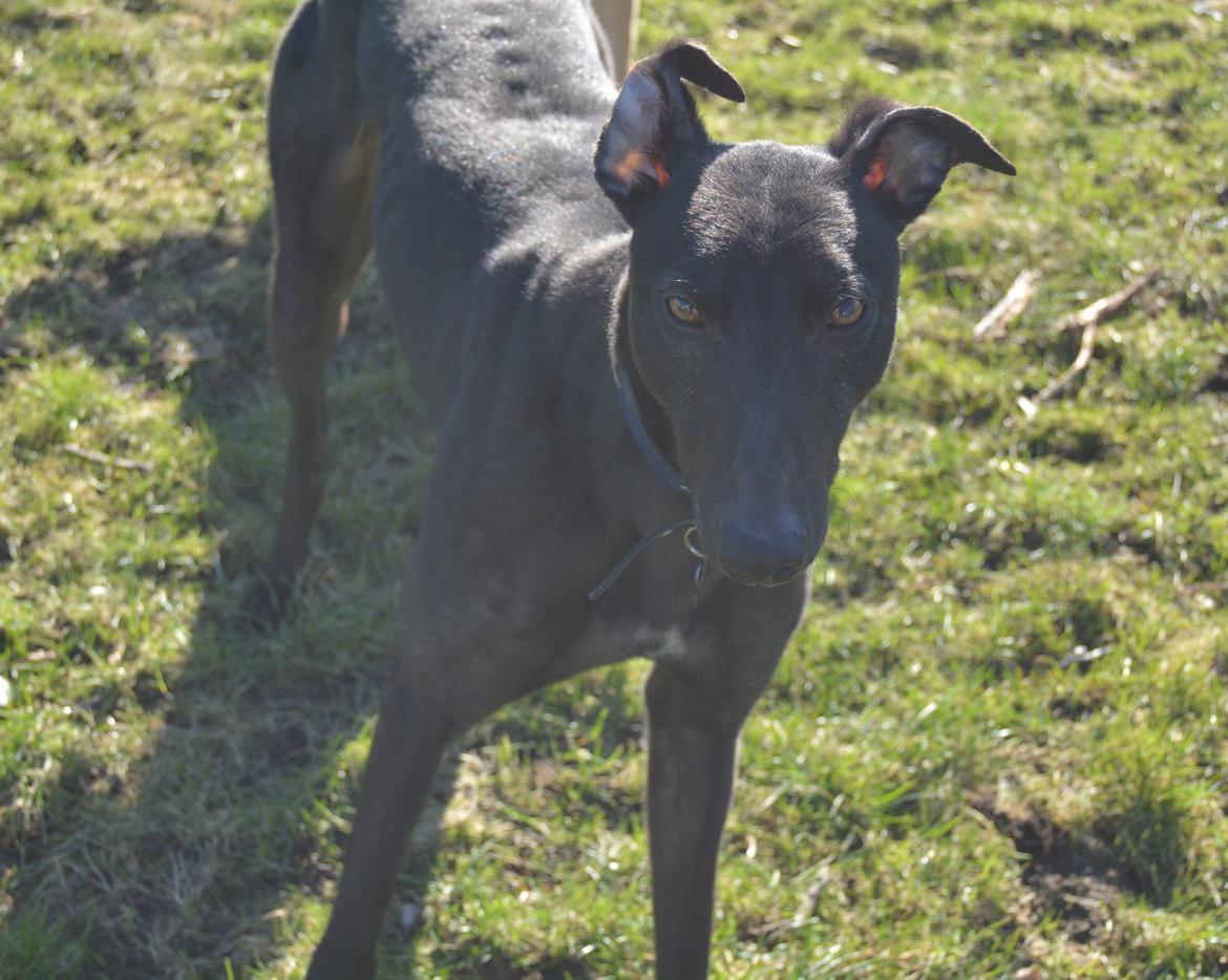 Greyhound Black - Rambo's Hunter (tidligere hund) billede 17