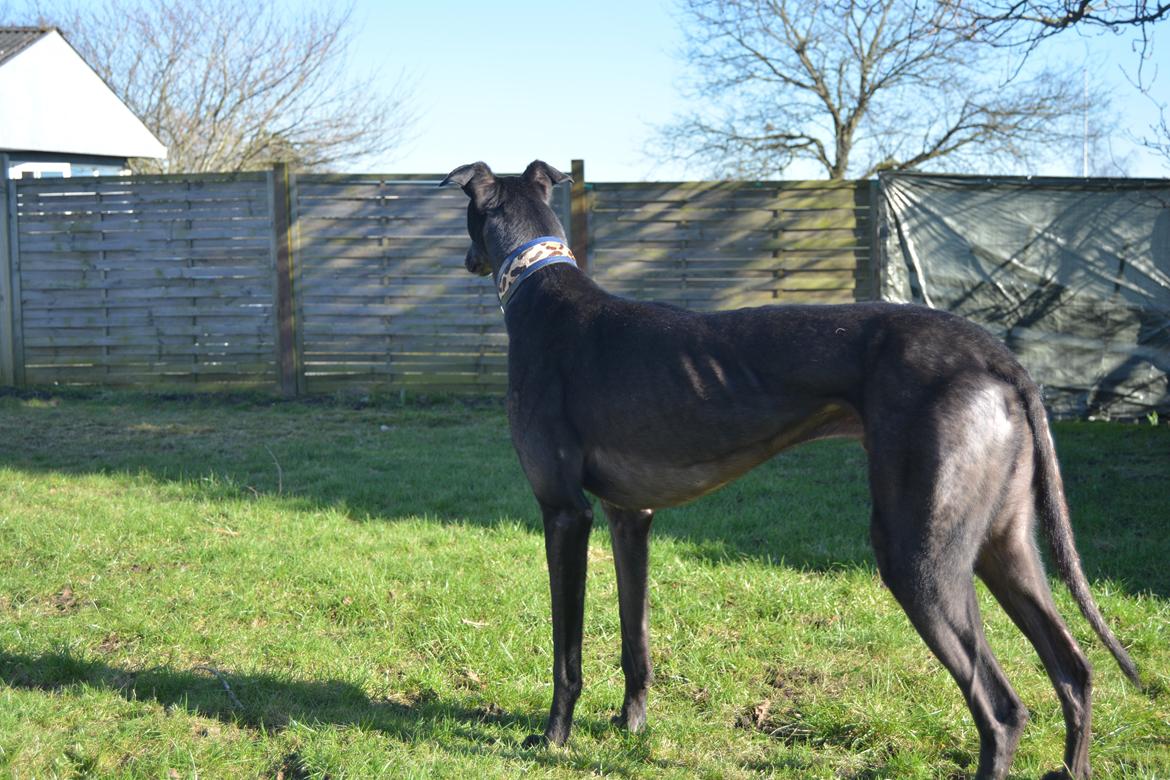 Greyhound Black - Rambo's Hunter (tidligere hund) billede 18