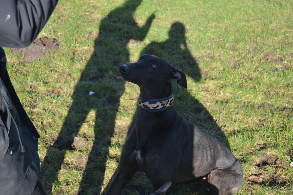 Greyhound Black - Rambo's Hunter (tidligere hund) billede 10