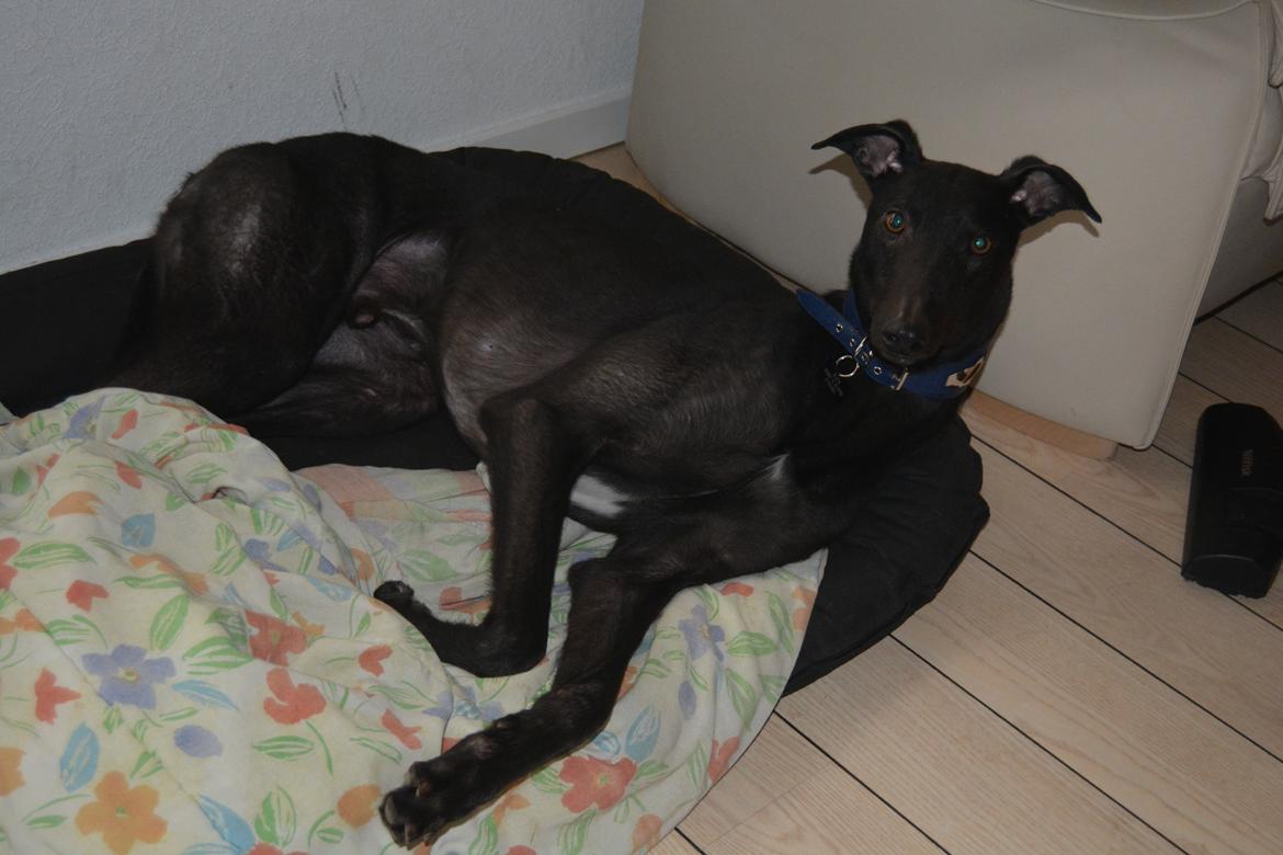 Greyhound Black - Rambo's Hunter (tidligere hund) billede 6