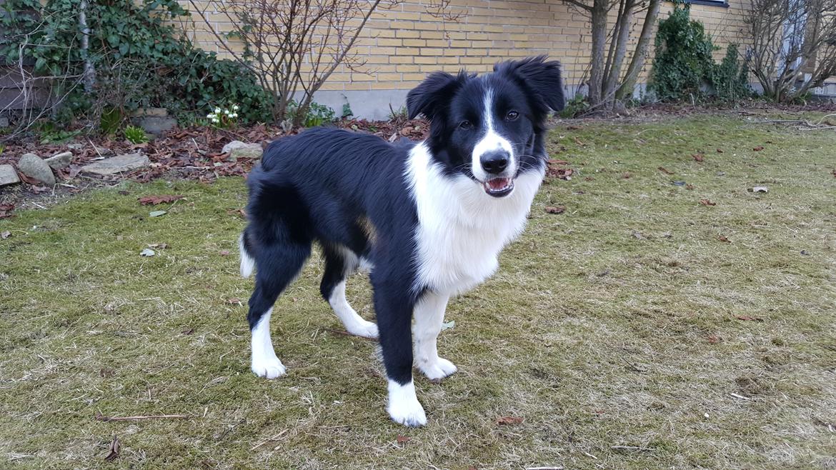 Border collie Molly billede 1
