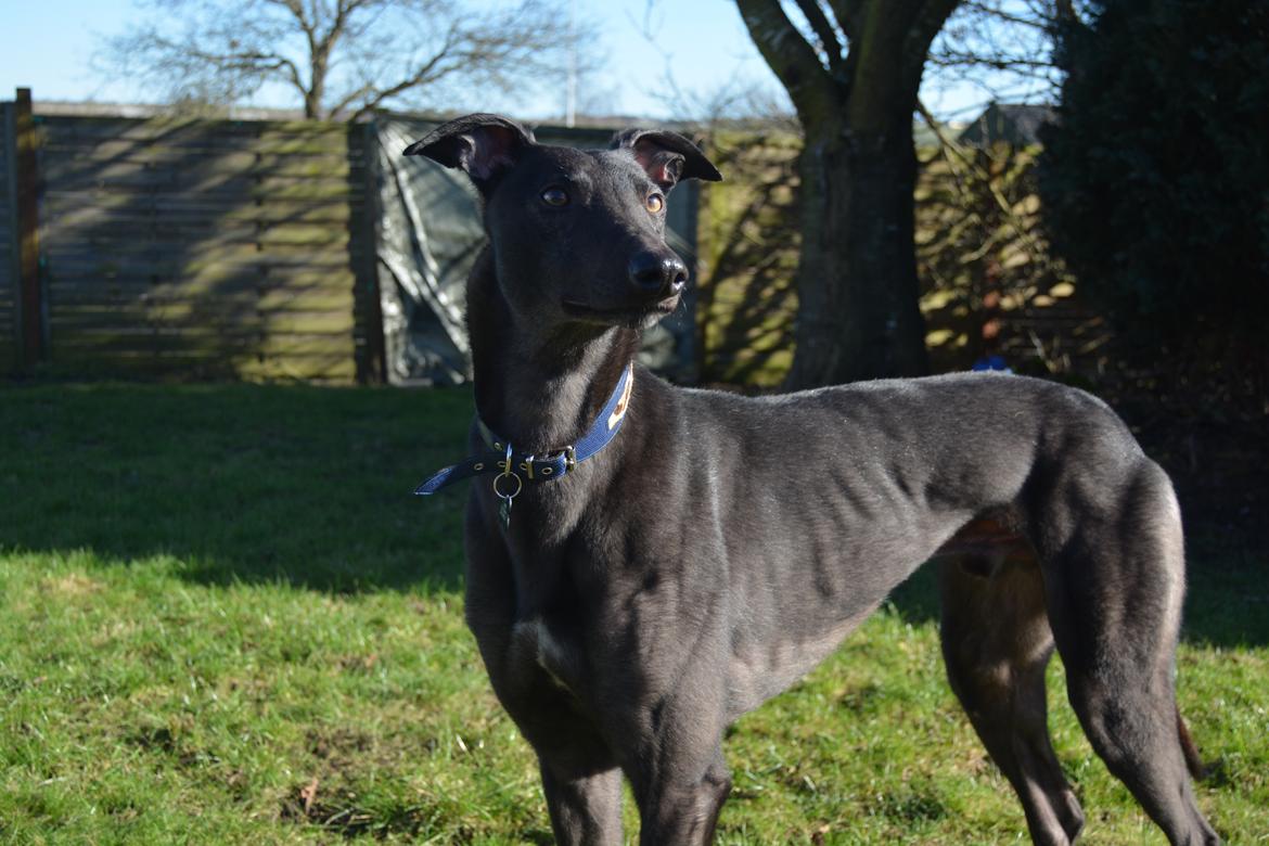 Greyhound Black - Rambo's Hunter (tidligere hund) billede 1
