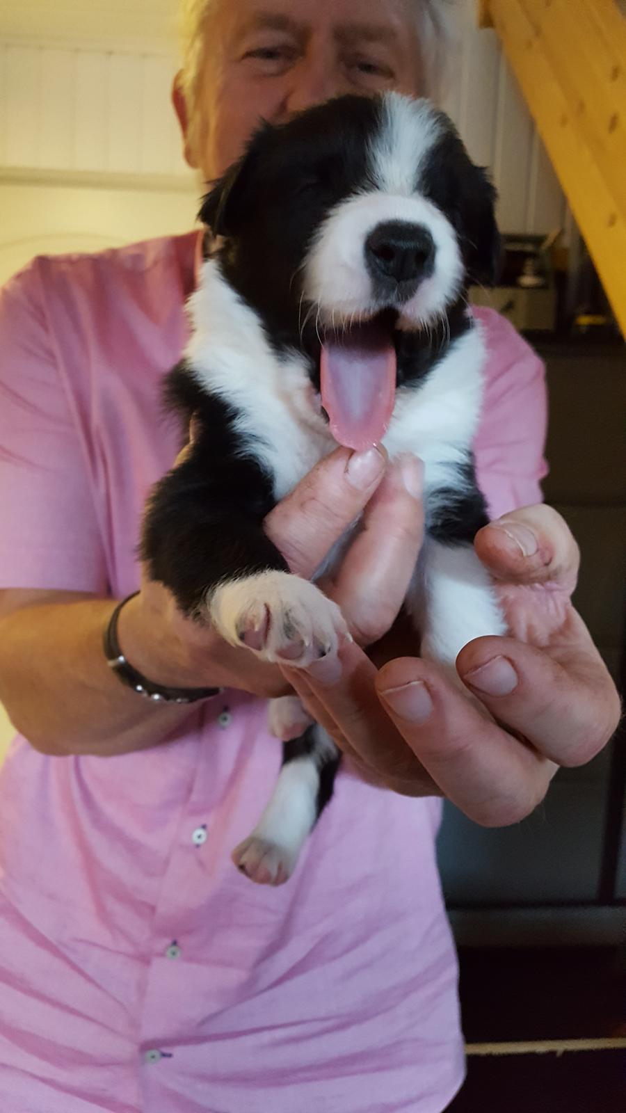 Border collie Molly billede 2