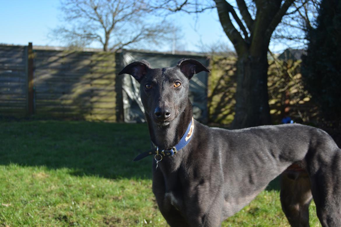 Greyhound Black - Rambo's Hunter (tidligere hund) billede 2