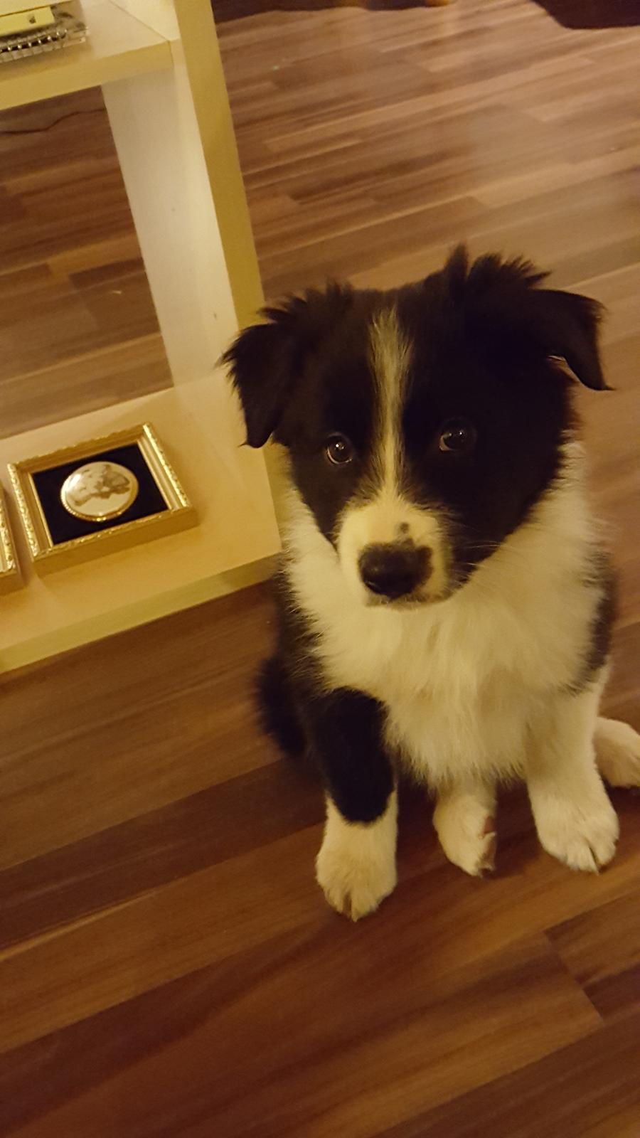 Border collie Molly billede 4