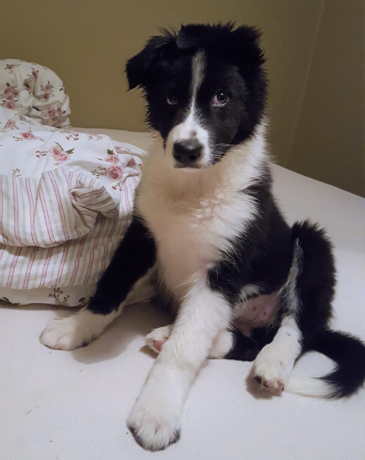 Border collie Molly billede 5