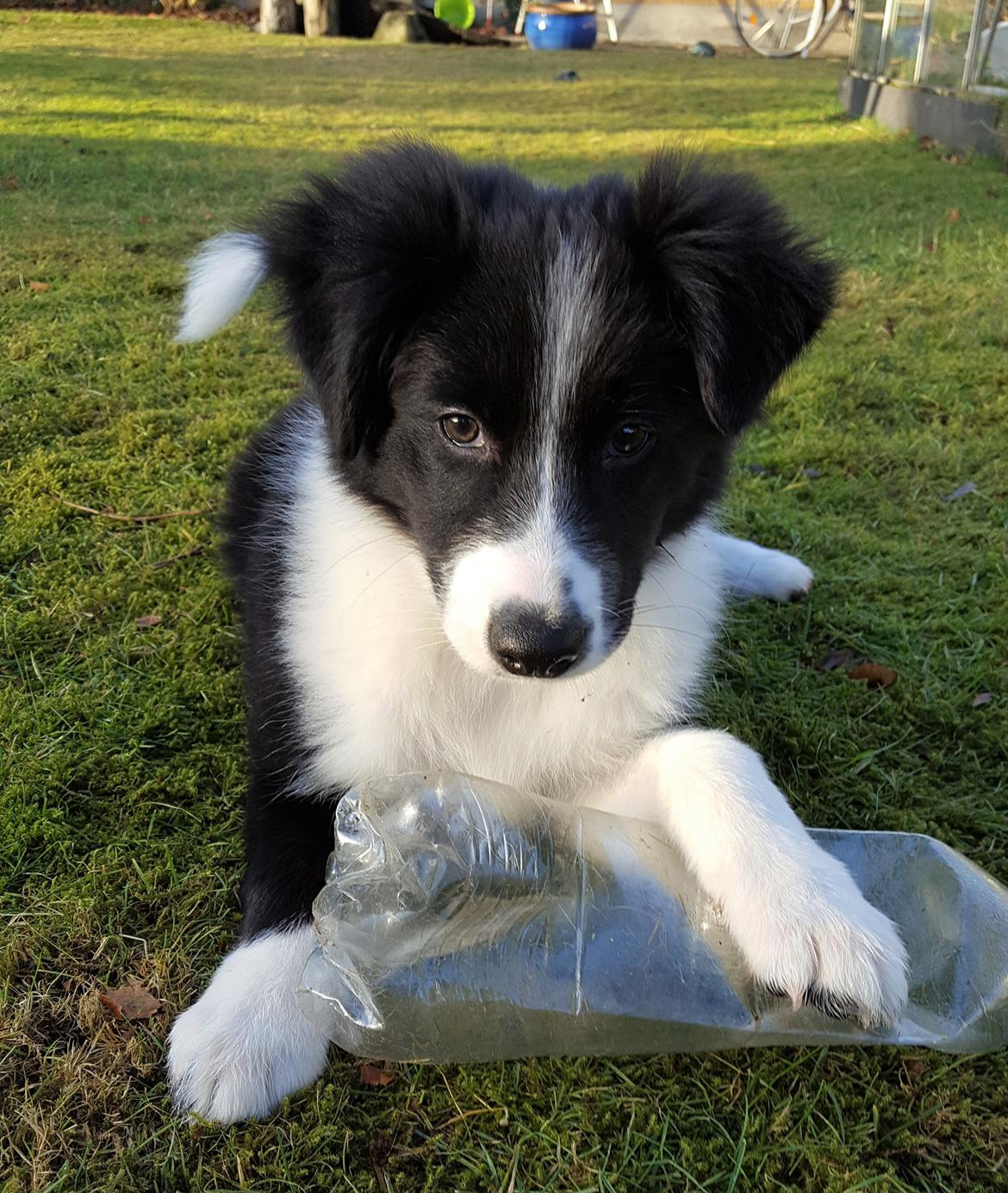 Border collie Molly billede 6