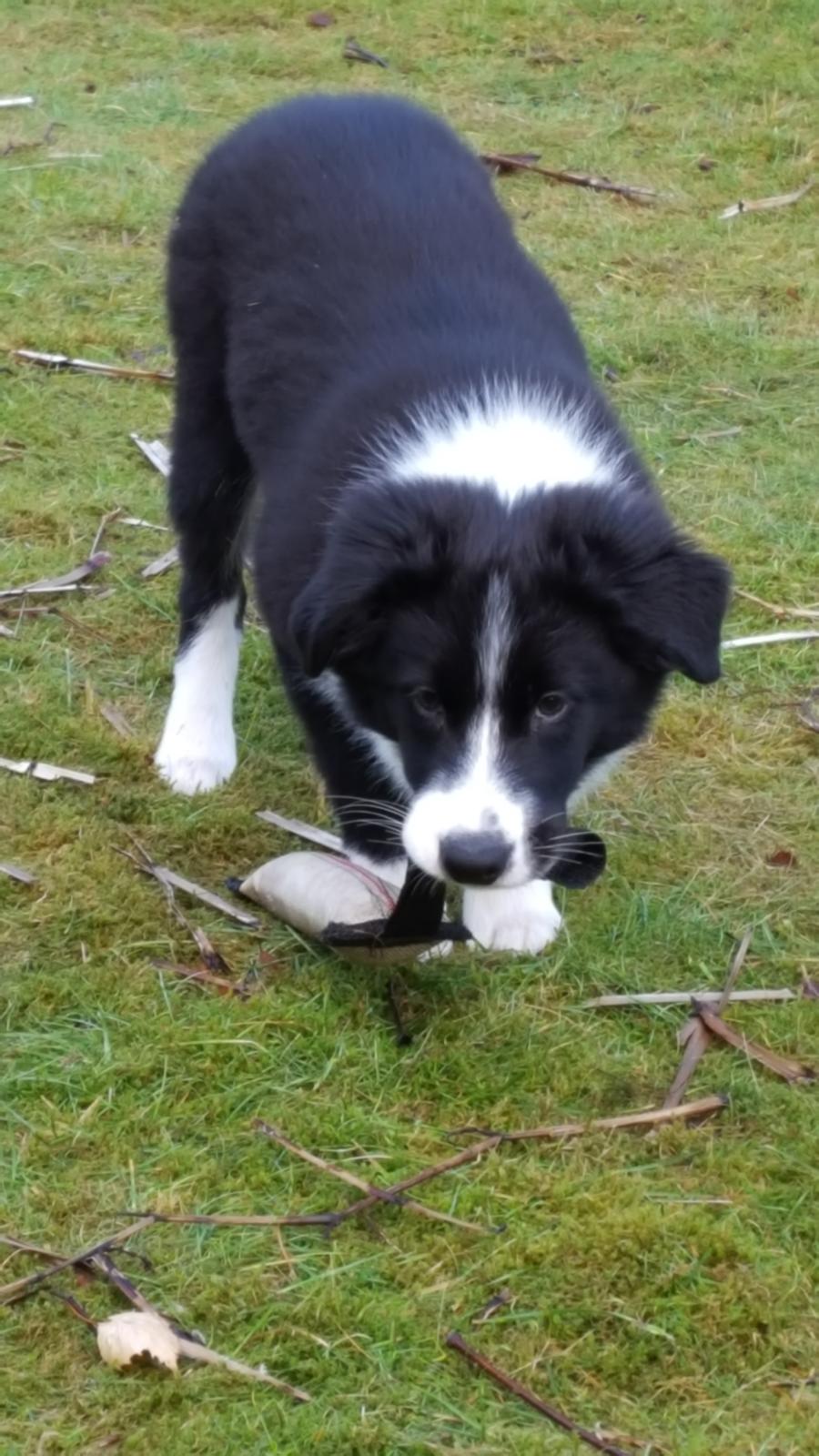 Border collie Molly billede 8