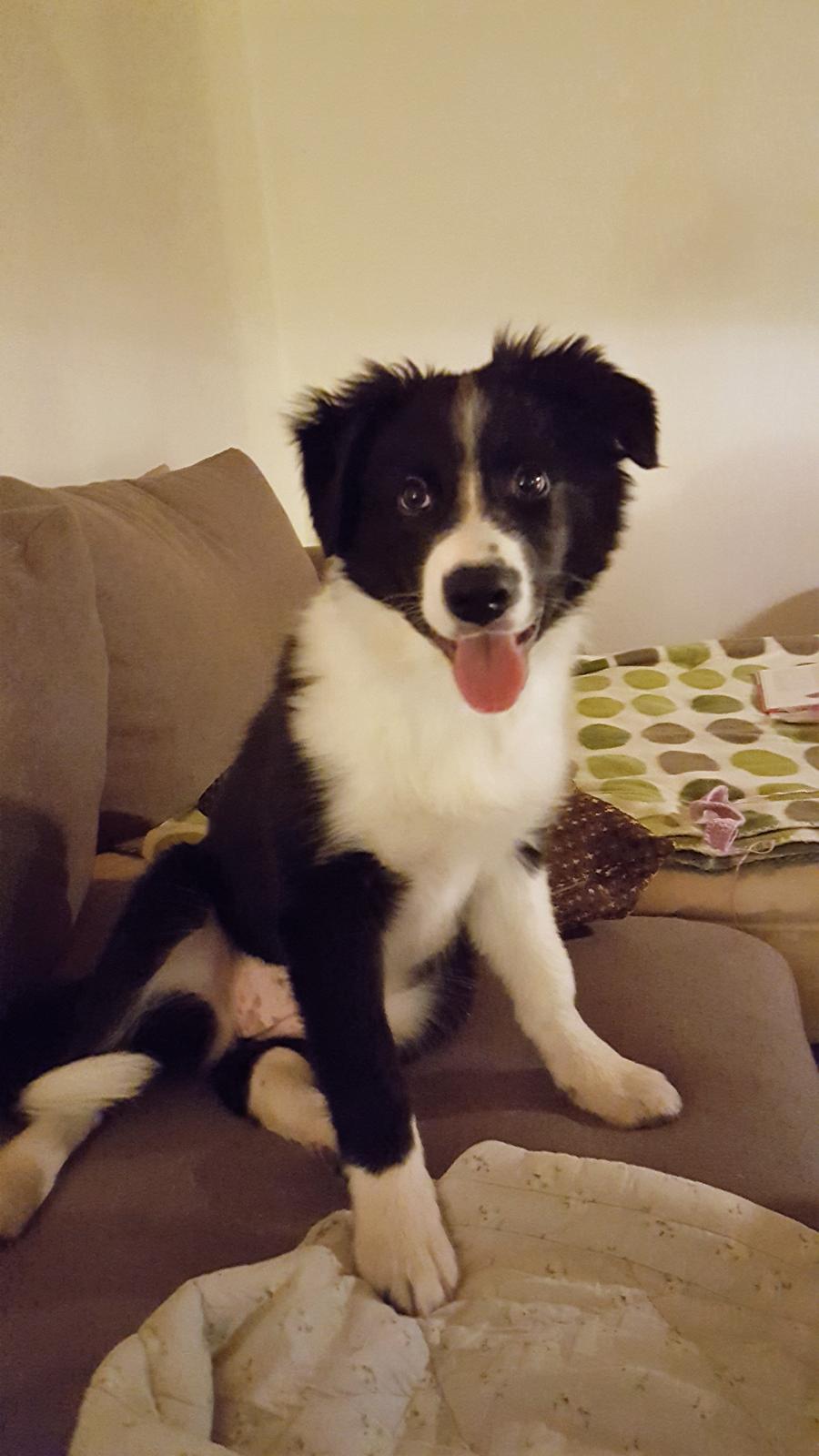 Border collie Molly billede 9