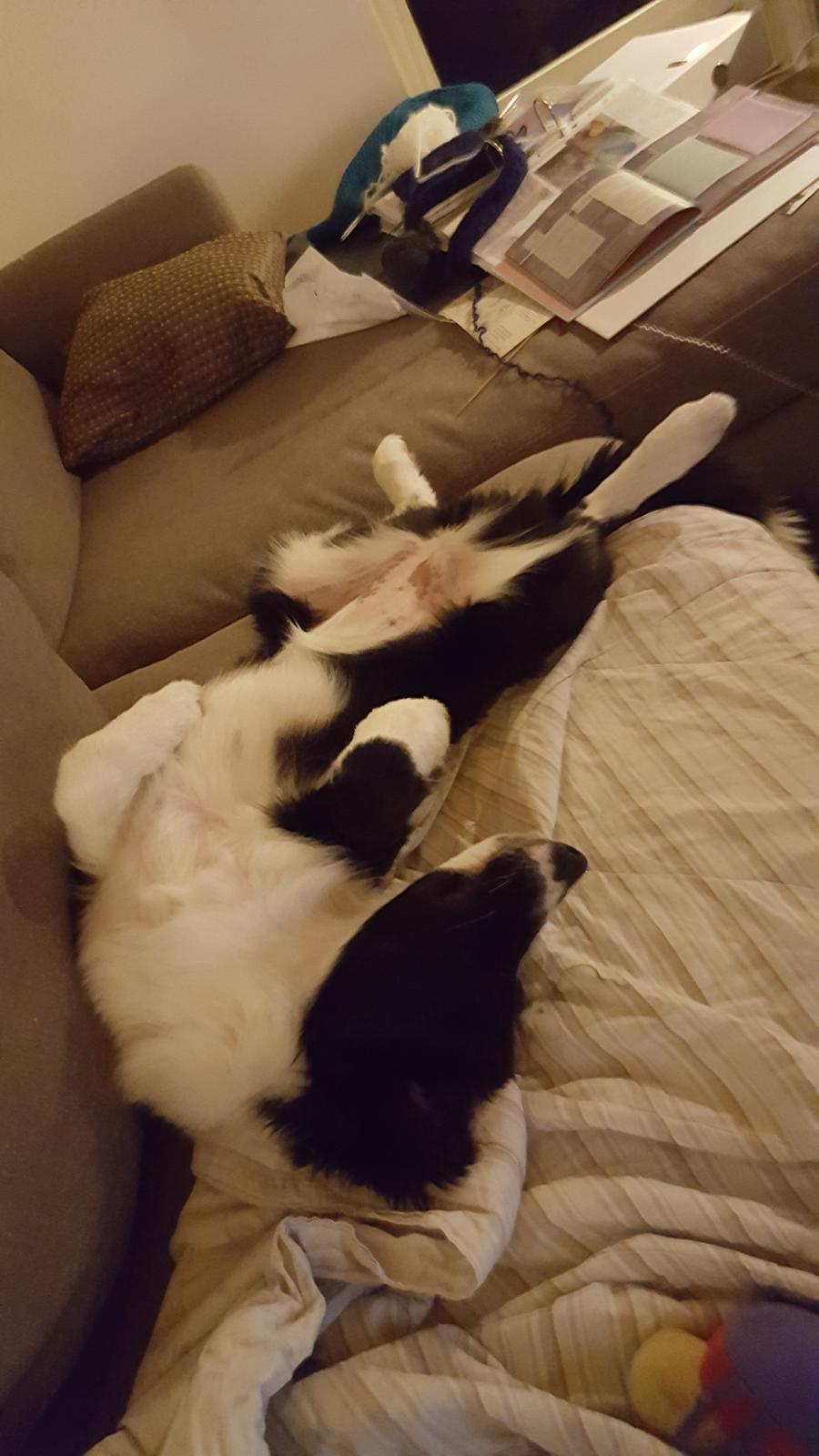 Border collie Molly billede 10