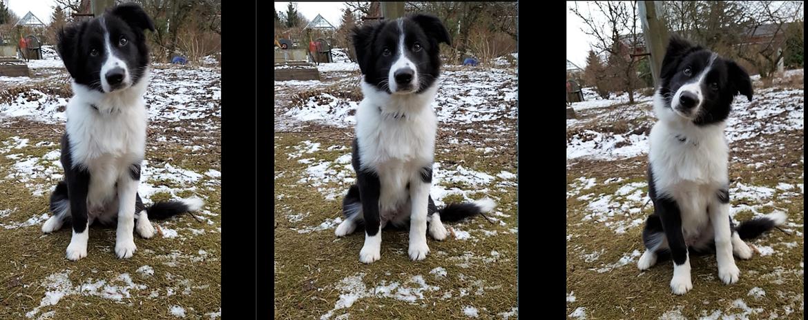 Border collie Molly billede 11